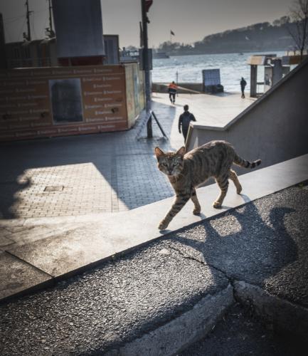 Istanbil_Turkiet_Cat_Fujifilm_Xe3